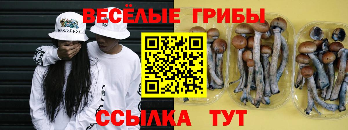 Галлюциногенные грибы Psilocybine cubensis Кемерово
